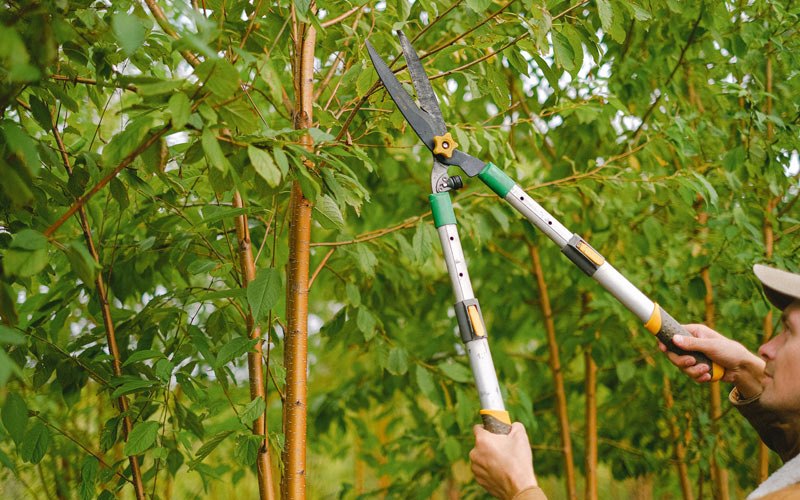 Tree trimming in Delafield, WI